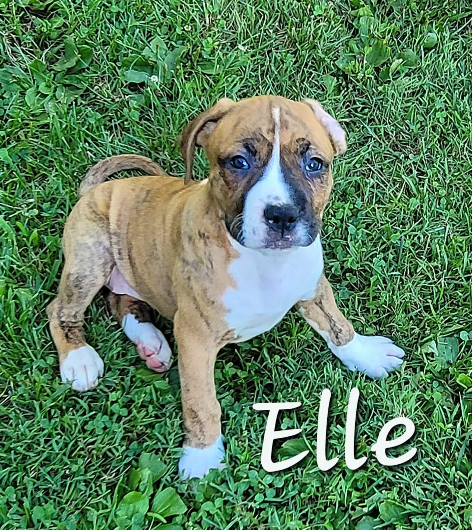 Elle