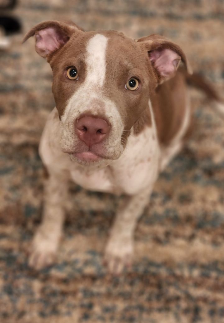 Gypsy, an adoptable Pit Bull Terrier Mix in Cypress, TX_image-1