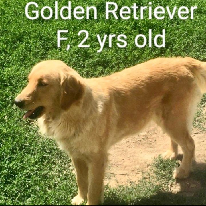 Jewelie, an adopted Golden Retriever in Rochester, NY_image-3