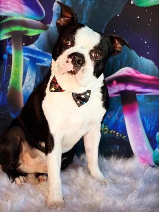 Rocky the Boston terrier