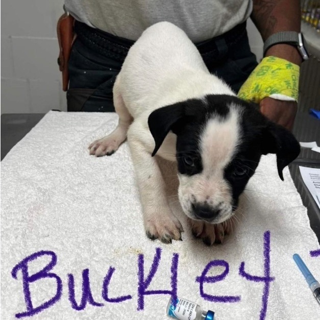 Buckley- (Foster to Adopt Option)