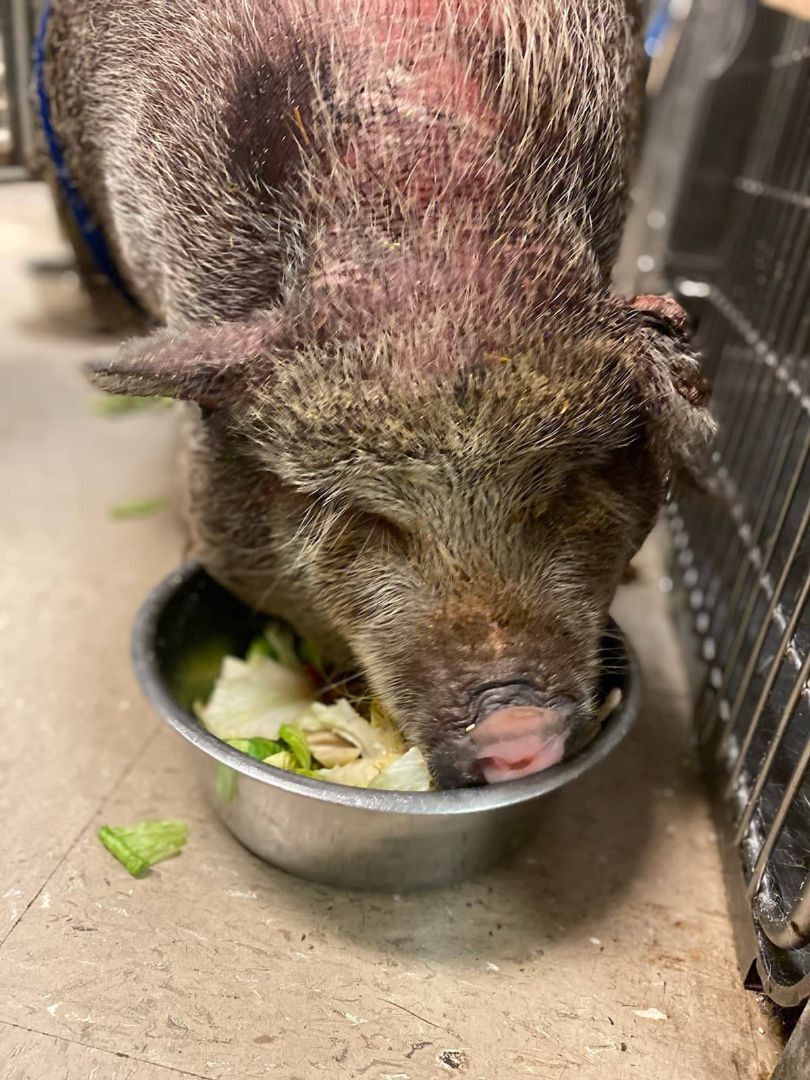 UPDATE: Annie - SAVED from the trixie foundation! 