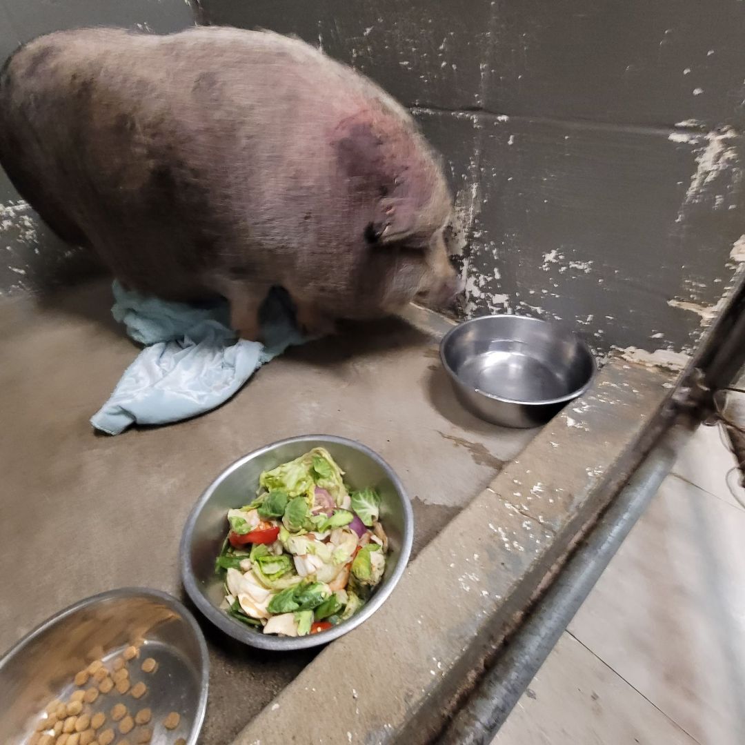 UPDATE: Annie - SAVED from the trixie foundation! 