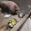 UPDATE: Annie - SAVED from the trixie foundation!  photo 3