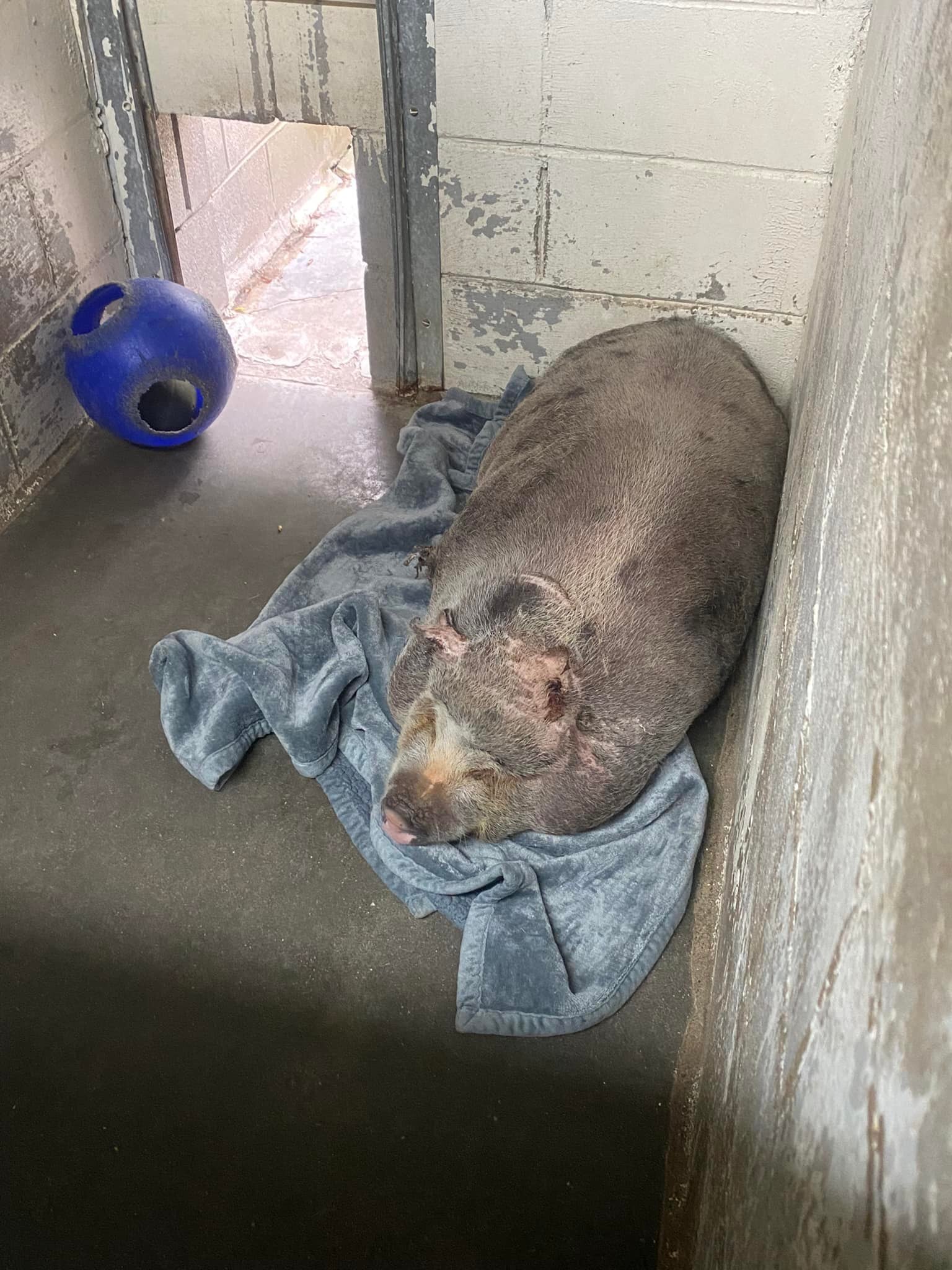 UPDATE: Annie - SAVED from the trixie foundation! 