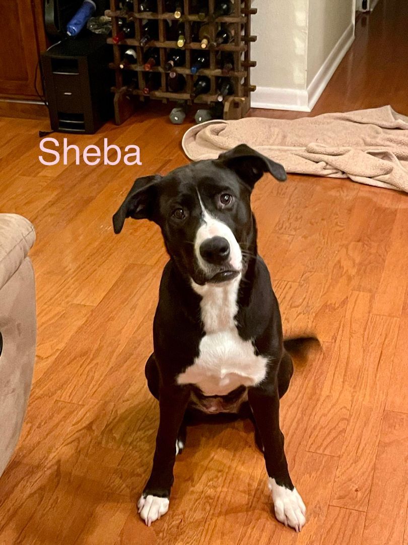 SHEBA