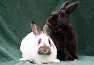 Felix &amp; Ponyo, Adult Male unknown