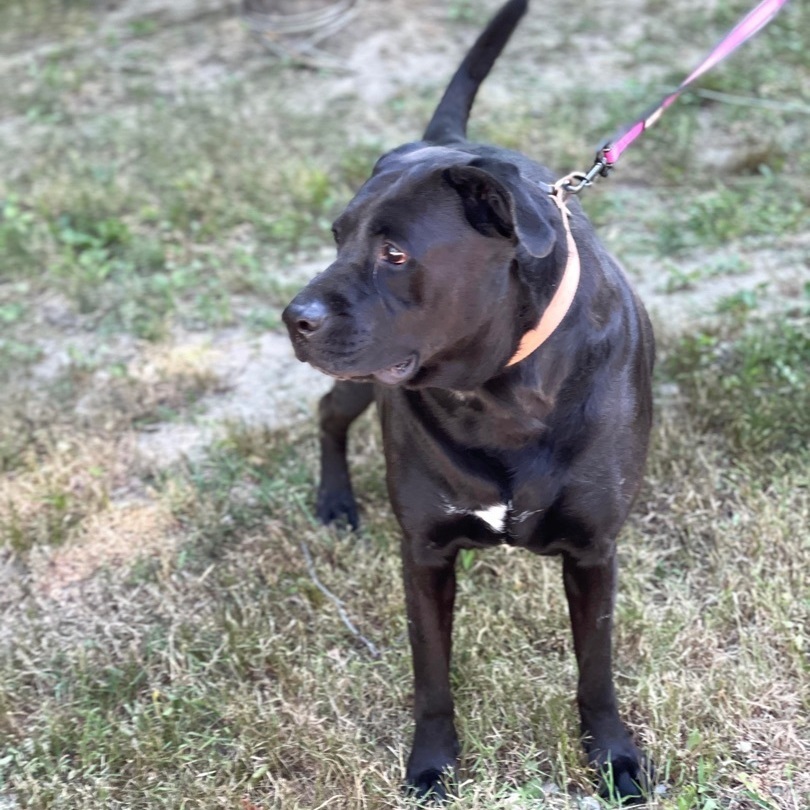 Hank, an adoptable Labrador Retriever in Brattleboro, VT, 05301 | Photo Image 1