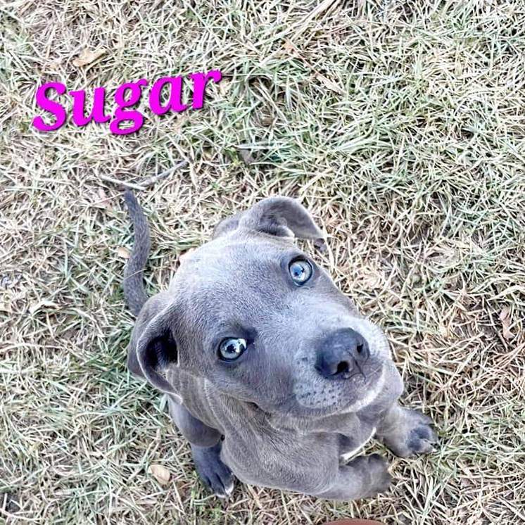 Sugar