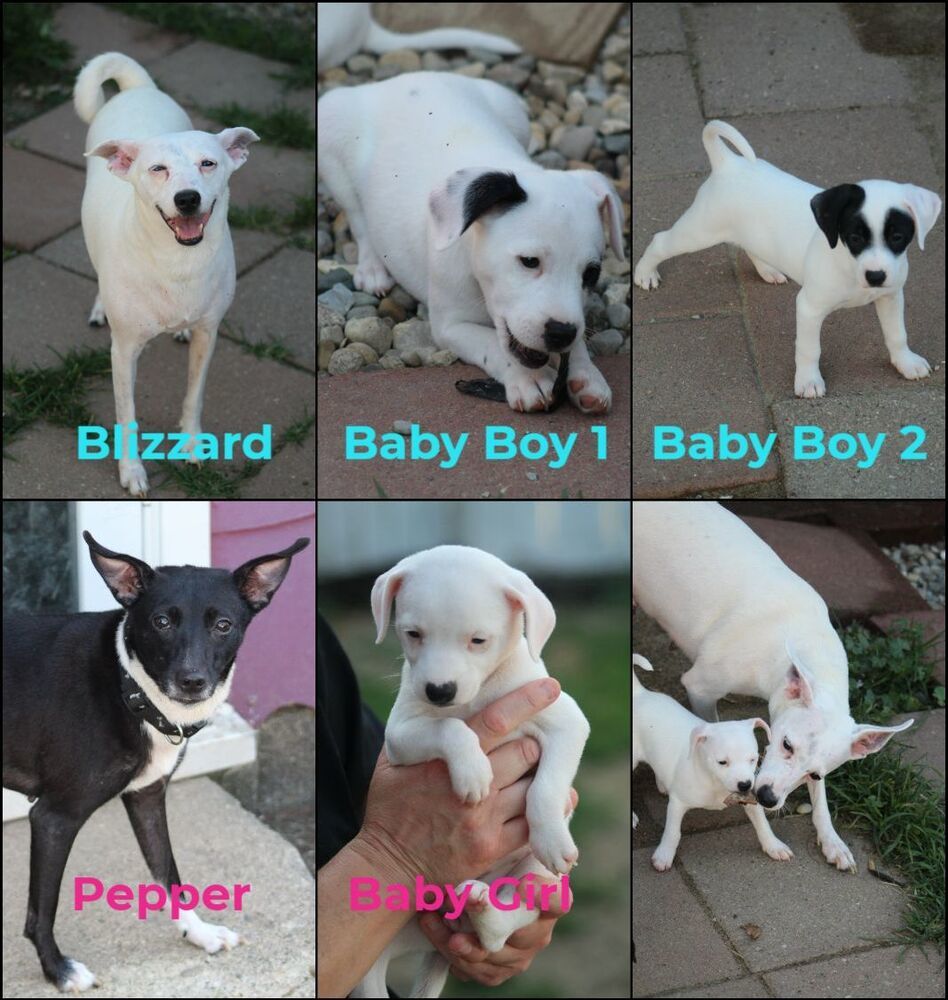 Blizzard and Pepper's Puppies