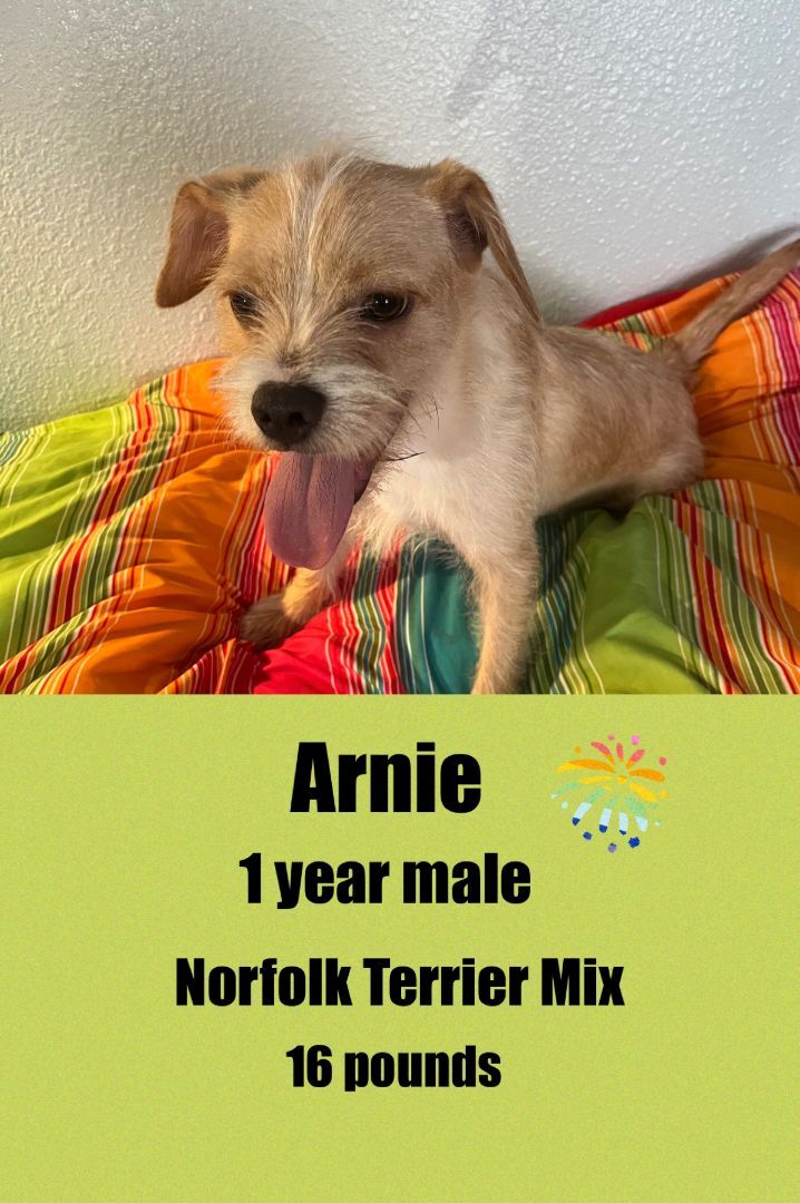 ARNIE - 1 YEAR NORFOLK TERRIER MALE @ PETCO, 5011 EAST RAY ROAD, PHOENIX 85044 ON SATURDAY 16, FROM 11 - 2 PM