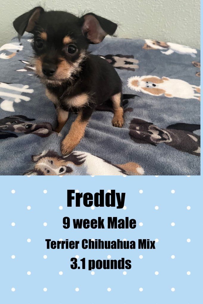FREDDY -9 WEEK TERRIER CHIHUAHUA MALE @ PETCO, 5011 EAST RAY ROAD, PHOENIX 85044 ON SATURDAY, JULY 16, FROM 11 - 2 PM
