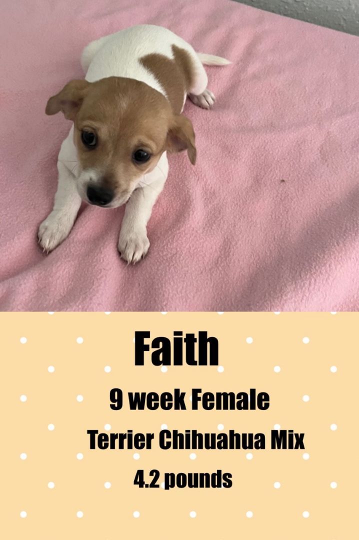 FAITH - 9 WEEK TERRIER CHIHUAHUA FEMALE @ PETCO, 5011 EAST RAY ROAD, PHOENIX 85044 ON SATURDAY, JULY 16, FROM 11 - 2 PM