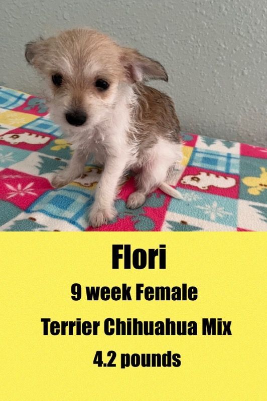 FLORI - 9 WEEK TERRIER CHIHUAHUA FEMALE @ PETCO, 5011 EAST RAY ROAD, PHOENIX 85044 ON SATURDAY, JULY 16, FROM 11 - 2 PM