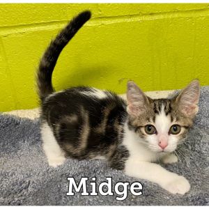 Midge