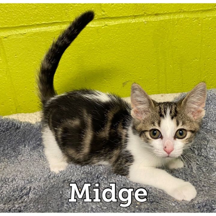Midge, an adopted Domestic Short Hair in Waynesburg, PA_image-1