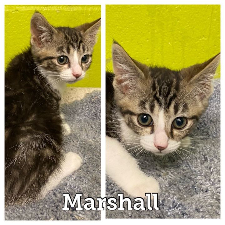 Marshall, an adopted Domestic Short Hair in Waynesburg, PA_image-1