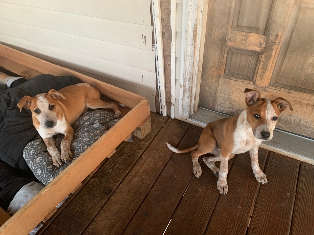 Heeler/Staffy mixed puppies