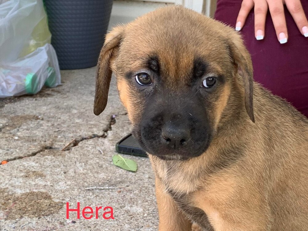 Hera