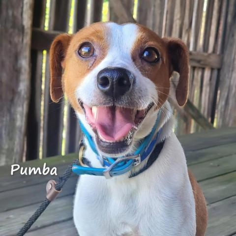 Pumba