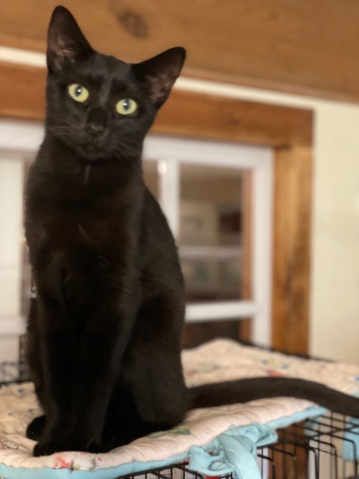Buffy, an adoptable Domestic Short Hair Mix in Lacon, IL_image-1