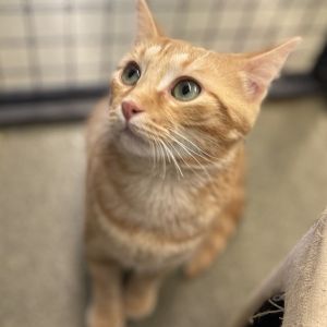 Cats For Adoption Near Farwell Mi Petfinder