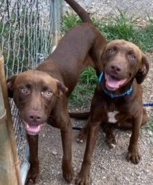 Waylon and Doug (Super sweet pups)