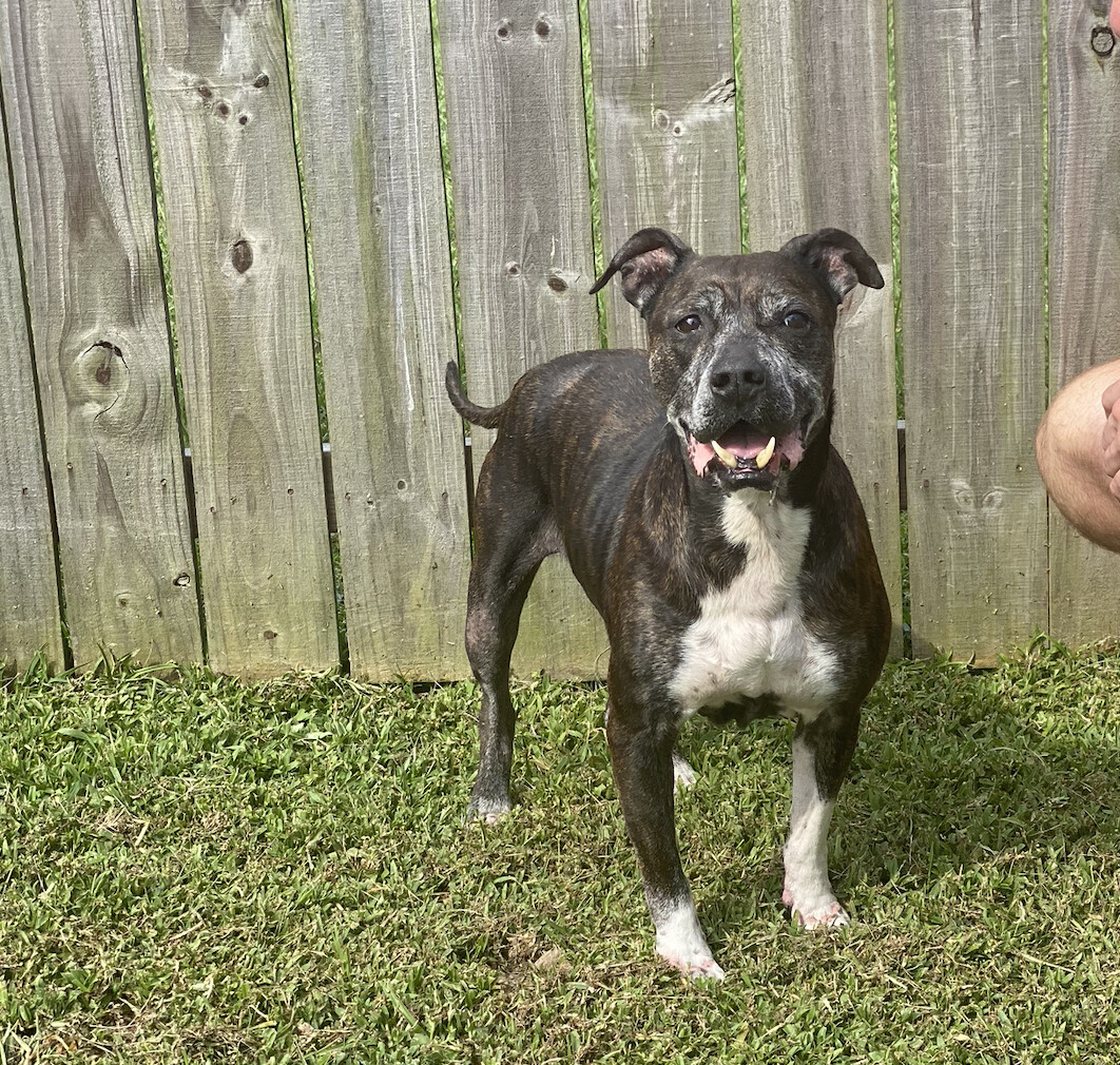 June Bug-in Foster, an adoptable American Staffordshire Terrier in New Orleans, LA, 70115 | Photo Image 1
