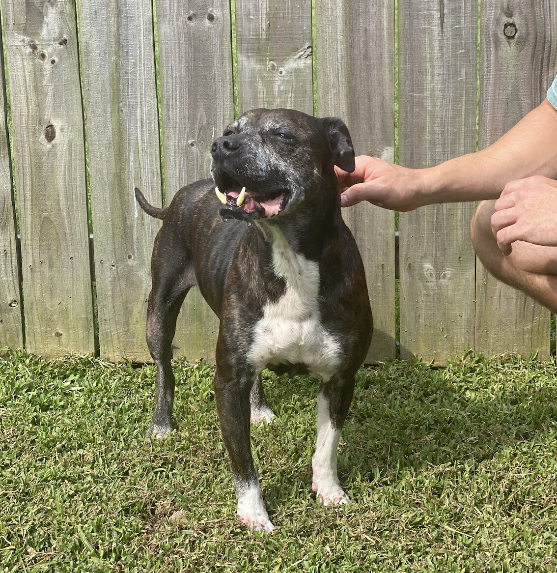 June Bug-in Foster, an adoptable American Staffordshire Terrier in New Orleans, LA, 70115 | Photo Image 6