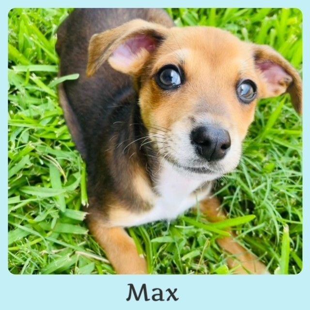 Max