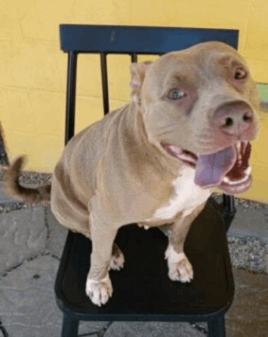 Chyna, an adoptable Pit Bull Terrier in New Orleans, LA, 70115 | Photo Image 3