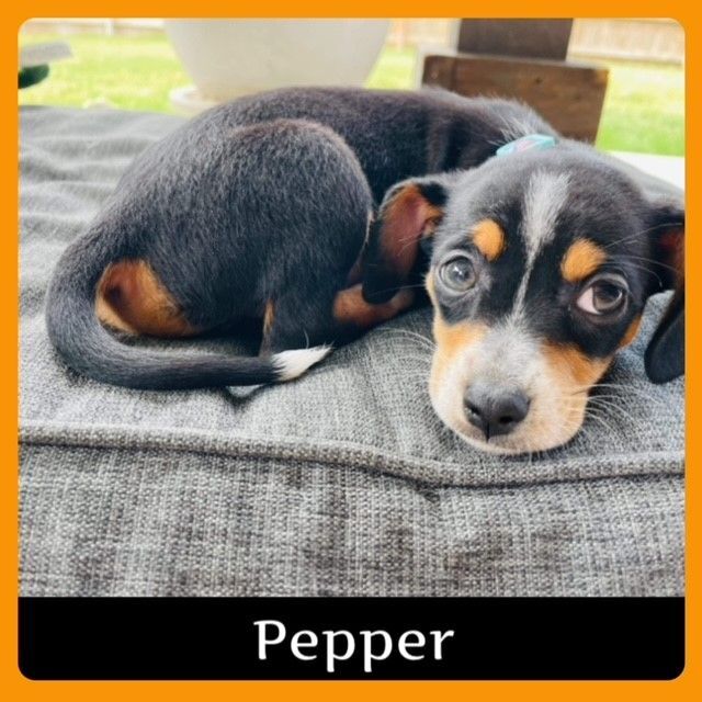 Pepper