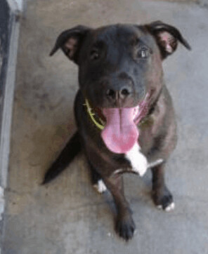 SLINK- Staff's Favorite, an adoptable Labrador Retriever in New Orleans, LA, 70115 | Photo Image 3