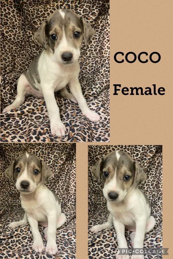 coco