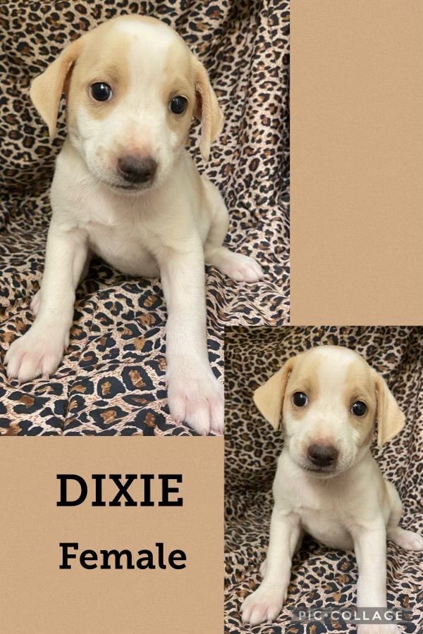 Dixie