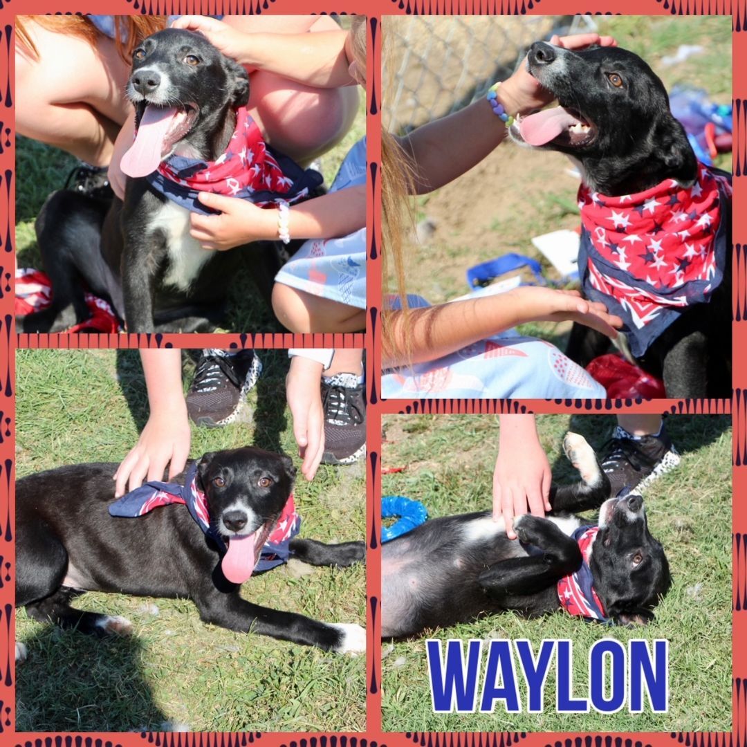 Waylon