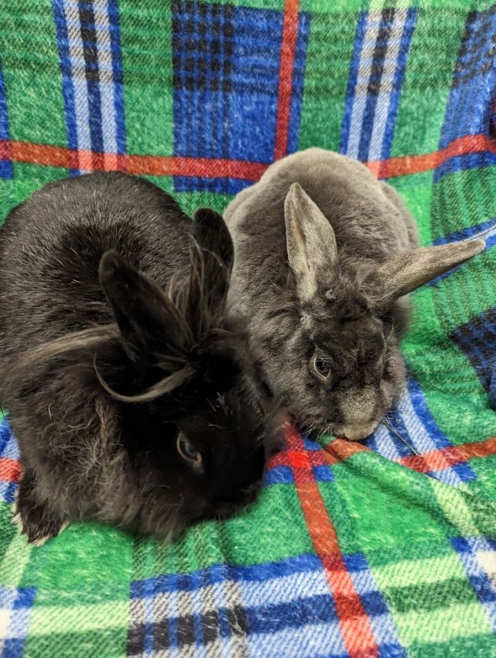 Rory (bonded pair with Lorelai), an adoptable Bunny Rabbit in Roseville, CA_image-2