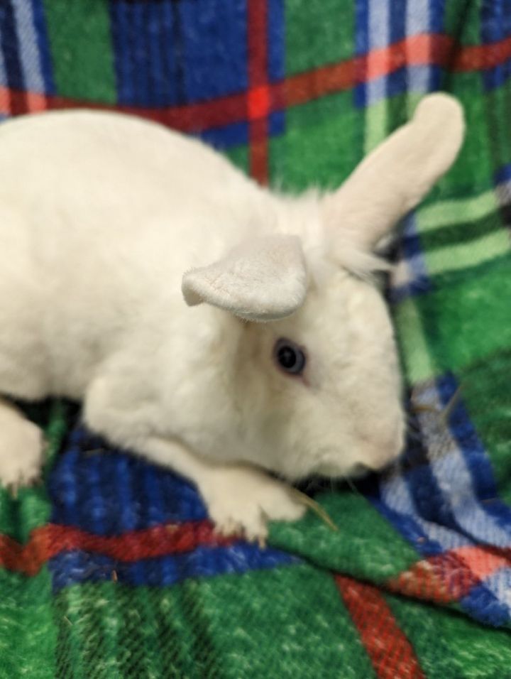 Crystal, an adoptable Bunny Rabbit in Roseville, CA_image-2