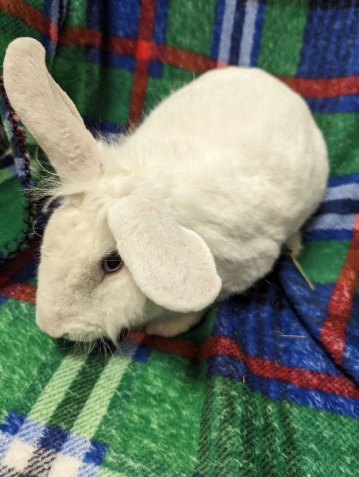 Crystal, an adoptable Bunny Rabbit in Roseville, CA_image-3