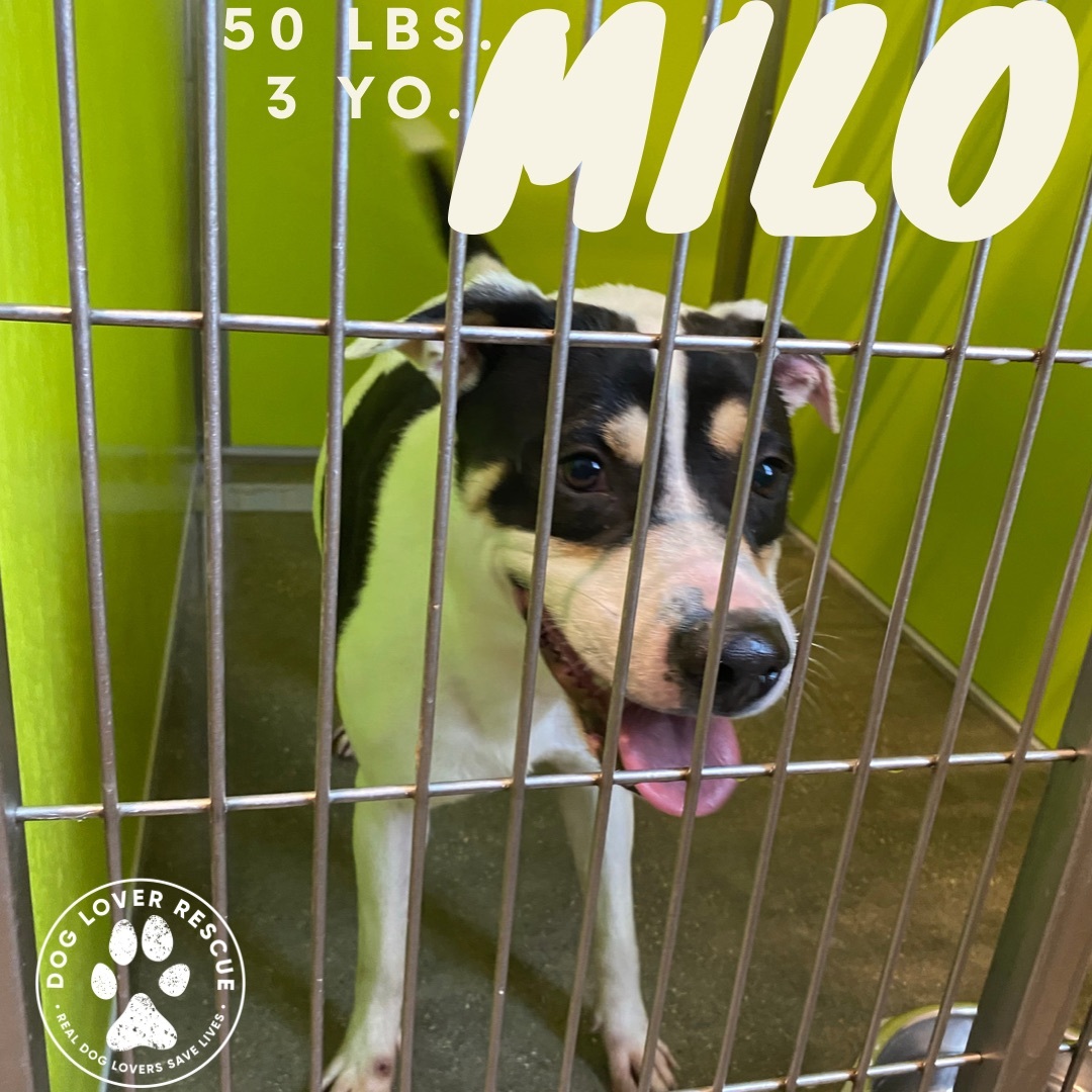 Milo