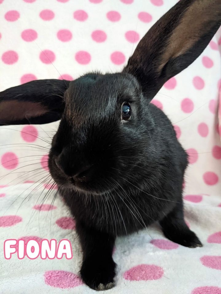 Fiona 3