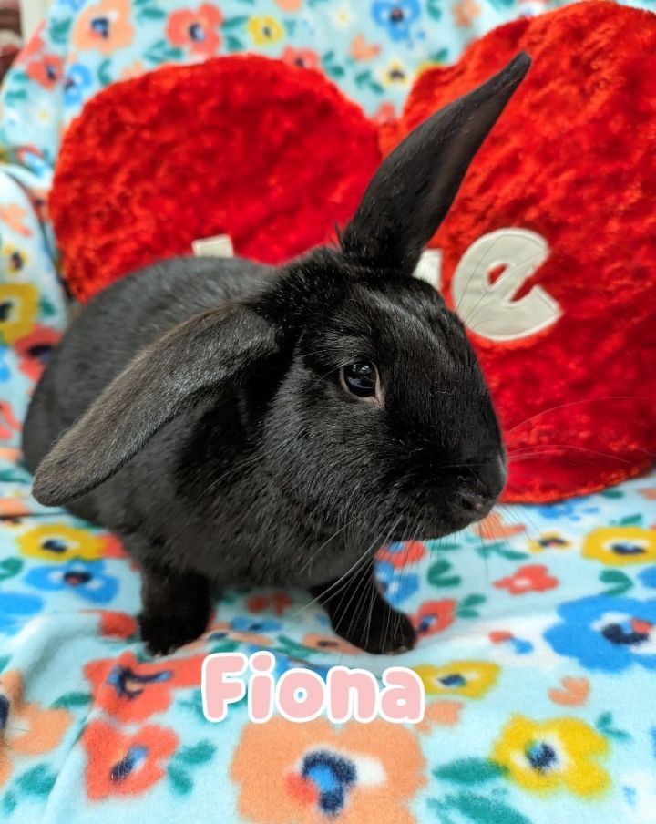 Fiona 1