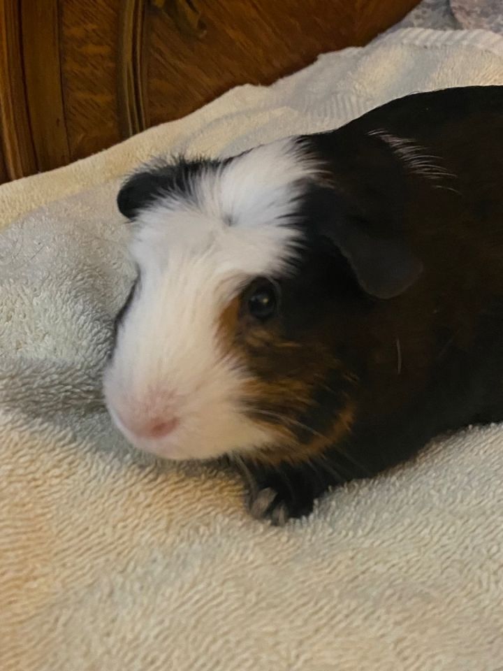 Suzy, an adopted Guinea Pig in Fenton, MI_image-1