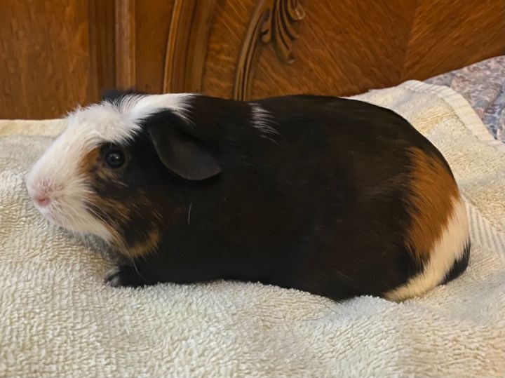 Suzy, an adopted Guinea Pig in Fenton, MI_image-3
