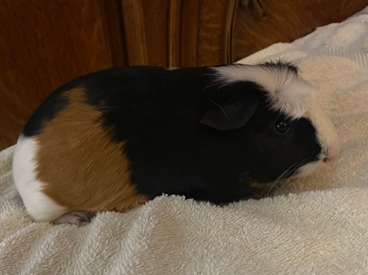Suzy, an adopted Guinea Pig in Fenton, MI_image-4