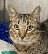 Zane, an adoptable Tabby in Claremore, OK_image-1