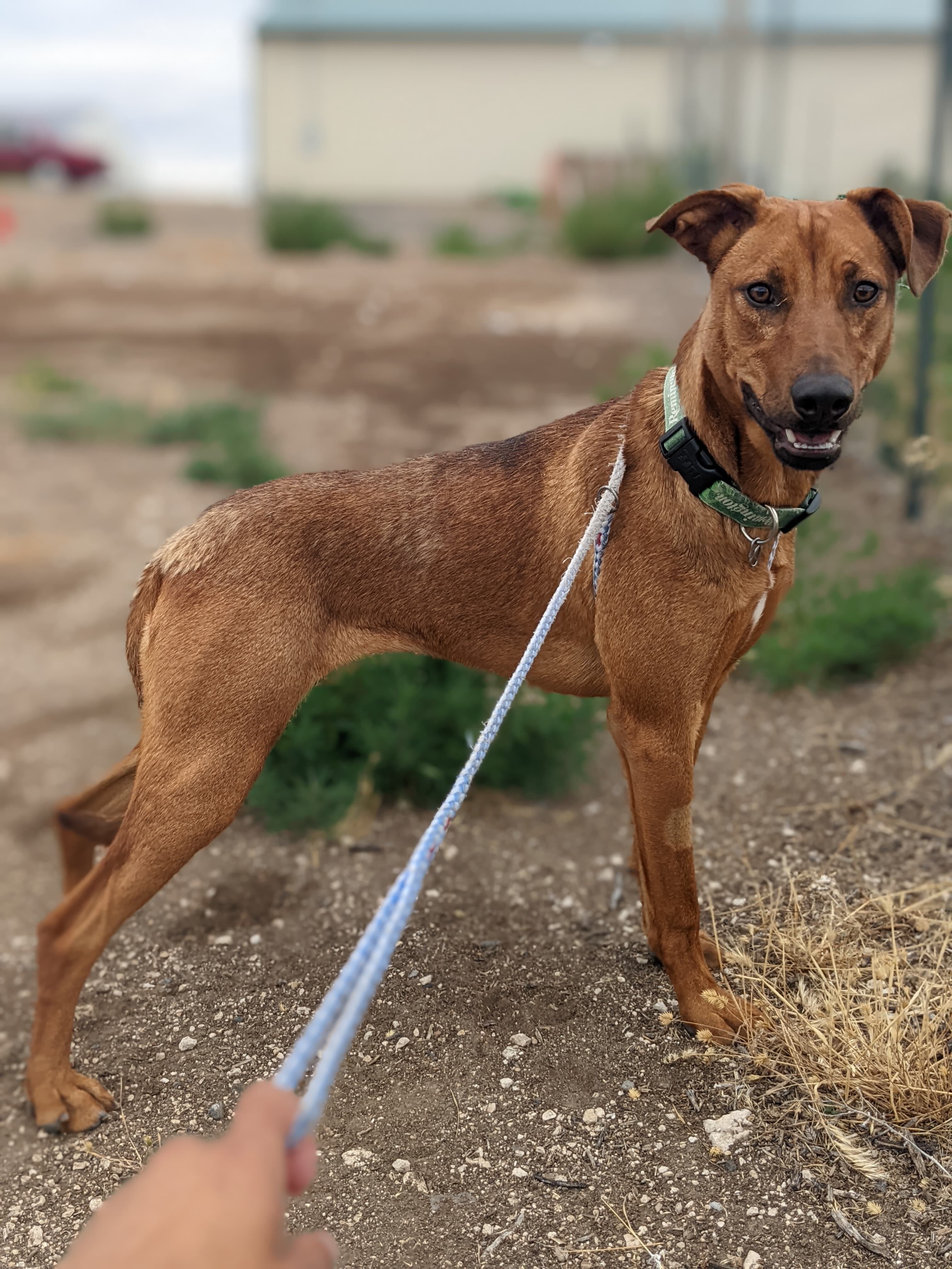 Zoomie: RIDGE DOG IN TRAINING