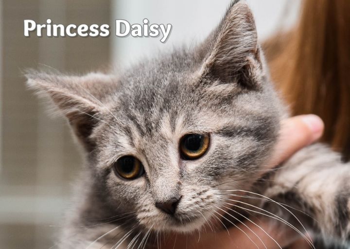 Princess Daisy 1
