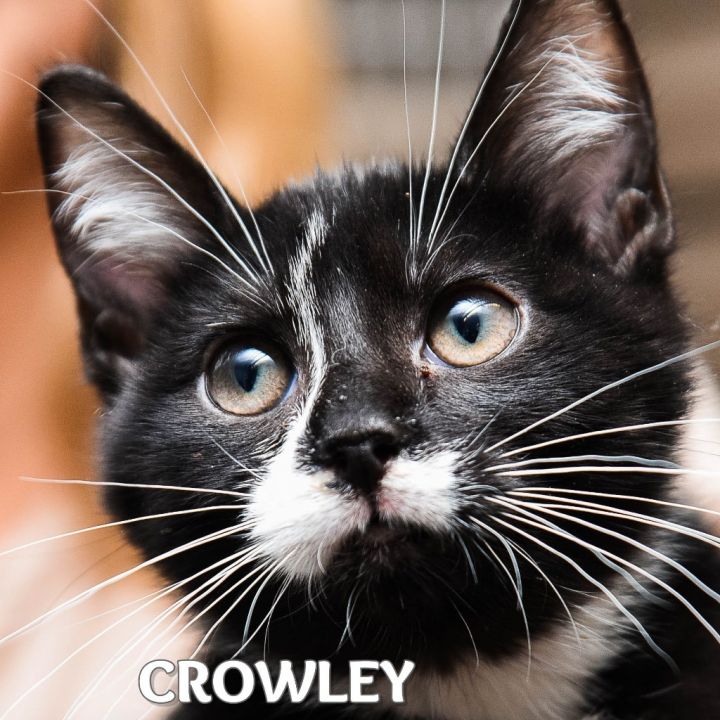 Crowley, an adoptable Domestic Short Hair in Johnstown, PA_image-1