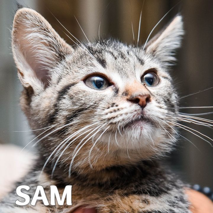 Sam, an adoptable Domestic Short Hair in Johnstown, PA_image-1